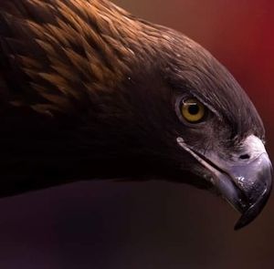 Meet your Posher, Morales